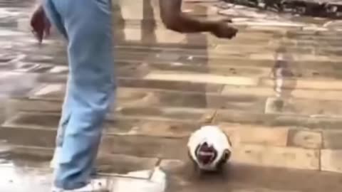stupidity