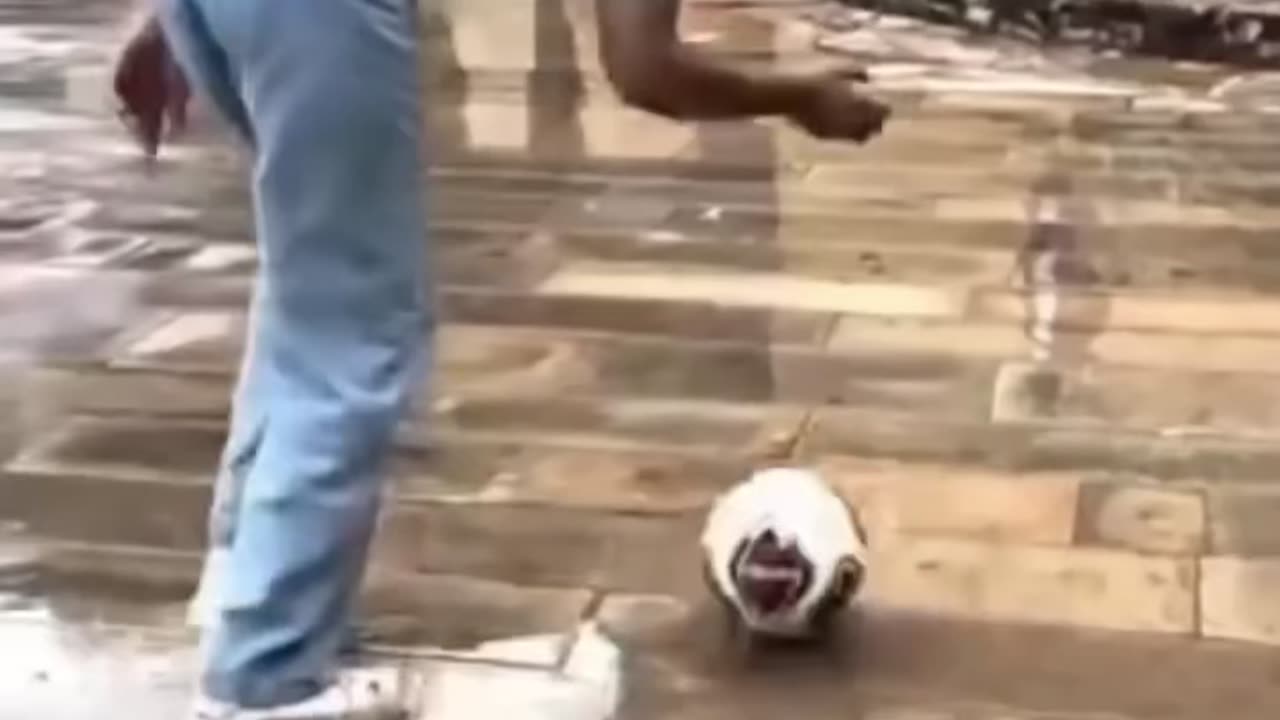stupidity