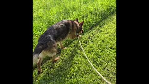 Virgil german shepherd.