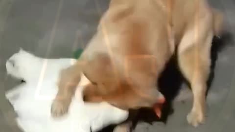 Funny video