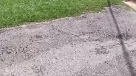 lightning storm took out 50 birds