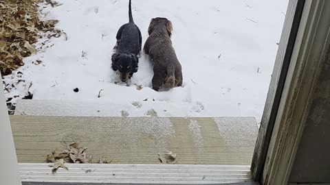Dachshunds First Time Seeing Snow