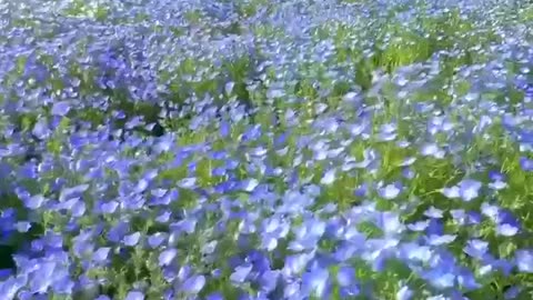💦Lake Kawaguchiko, ⛰Mount Fuji, Japan 🇯🇵
