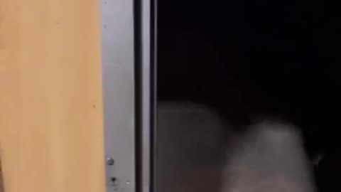 মানবসৃষ্ট কারণে হাতি-মানুষ সংঘাত