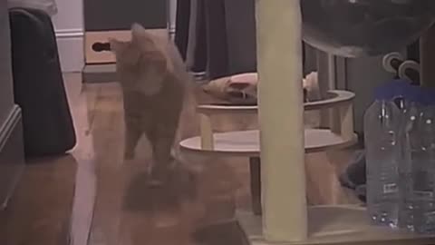 Pets That Will Make You Laugh 😂🐶 #Shorts