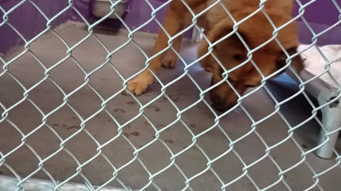 Karlo Gus 4y Pet Id 948033 kennel 19 HSSAZ shelter he feels my concern 4 his well-being💖20250815850