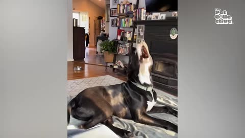 60-minutes-of-funny-dog-videos---hilarious-dogs-being-weird