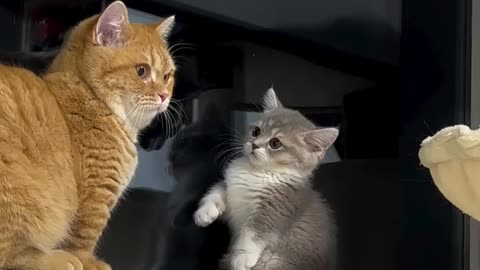 Cat vs little cat
