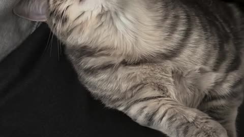 In a sleepy day, she has to do a Hard job for a cutie kitten, to make his human losing the anxiety