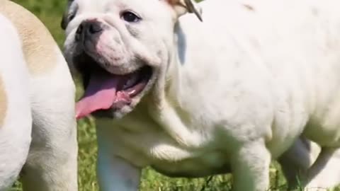 Very cute English bulldog.