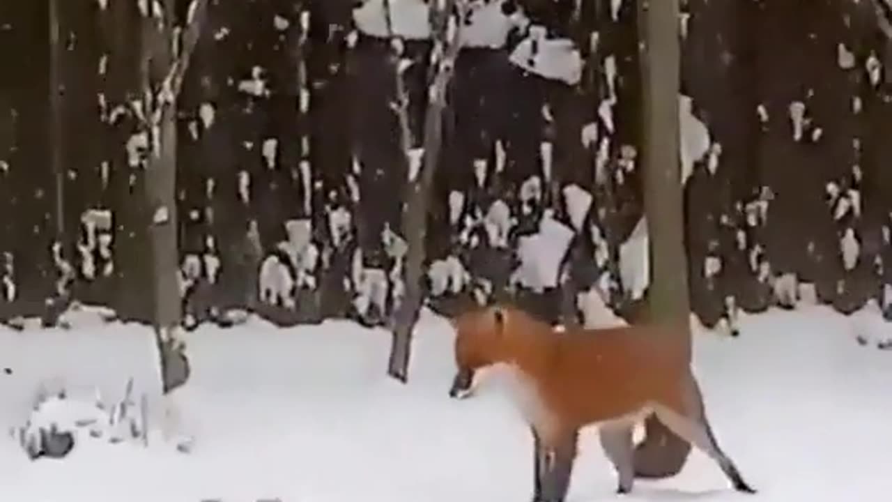 🦊🐾 A Wild Fox Discovers a Dog Toy... and It's Pure Joy! | FunFM
