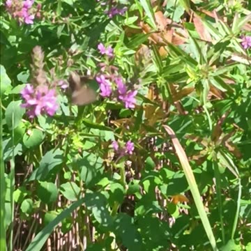 Skipper kissena park
