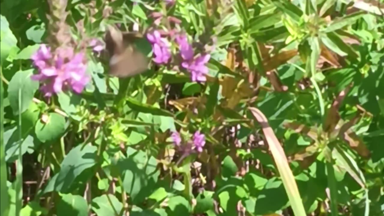 Skipper kissena park