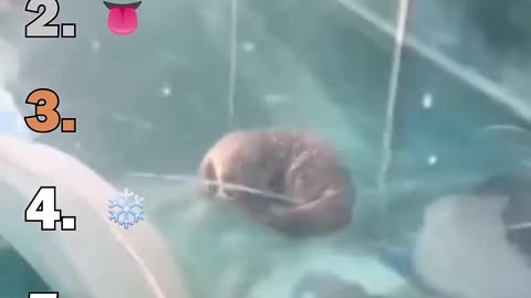 Best Otter Moments