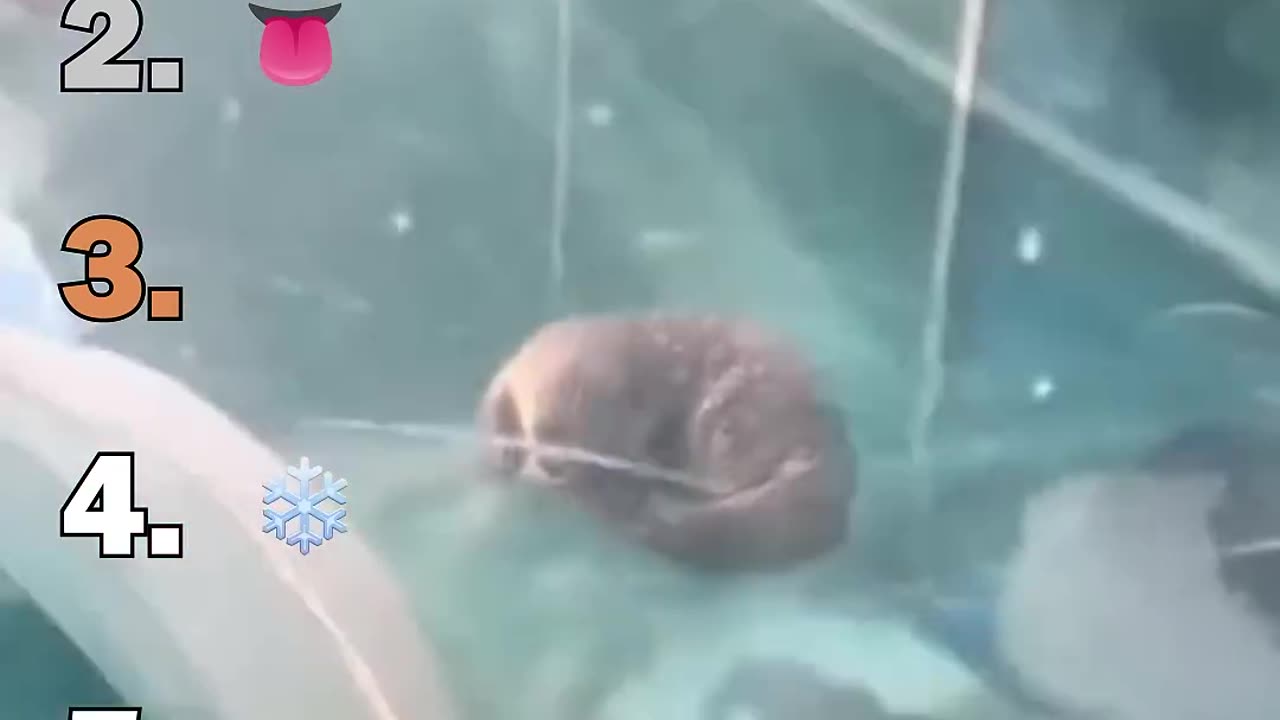 Best Otter Moments