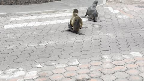 Galapagos Sea Lions Block Traffic