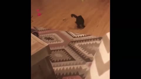 funny videos with cats