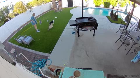 Accidental Dog Smackdown