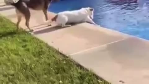 Funny dogs 😂