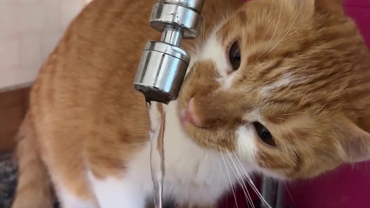 Tiny Paws, BIG Chaos! 😹🐾 Hilarious Kitten Fails That Will Melt Your Heart! 🍼 #KittenKomedy"