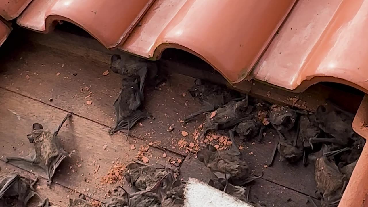Bats Infest Rooftop Tiles