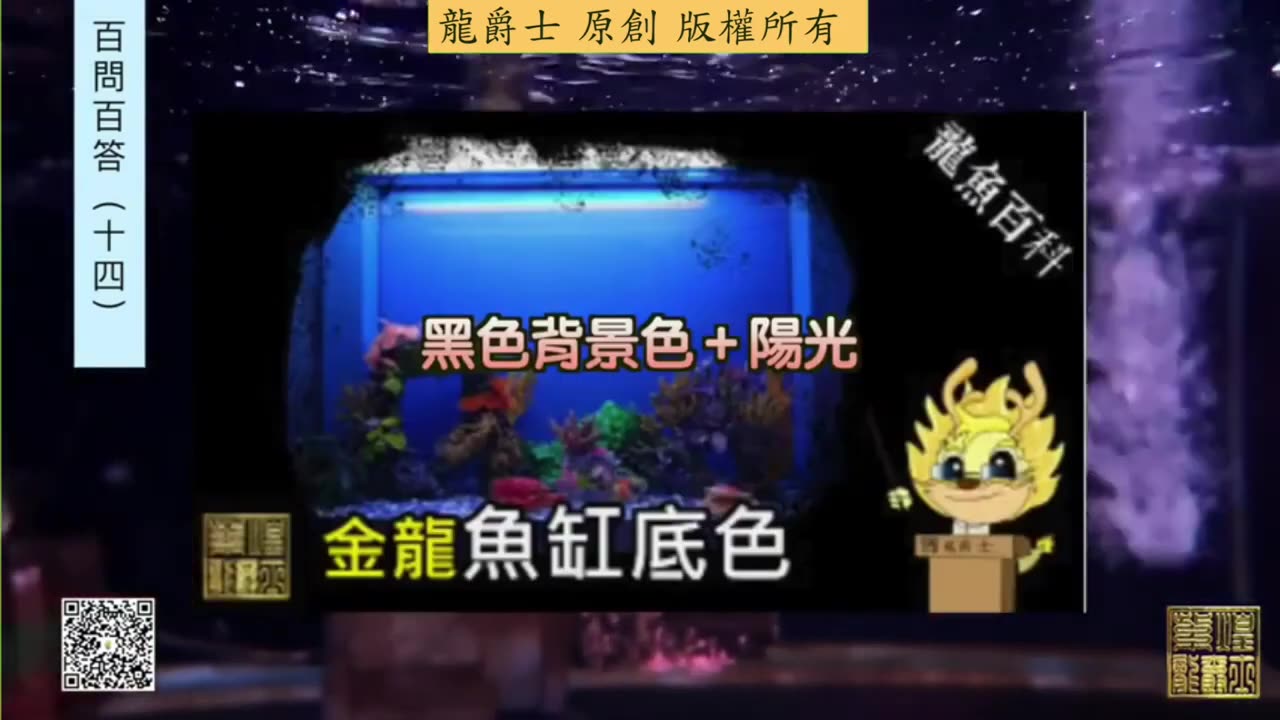【龍爵士】千問千答 Q148 龍魚貼背景好還是靠窗外太陽比較好