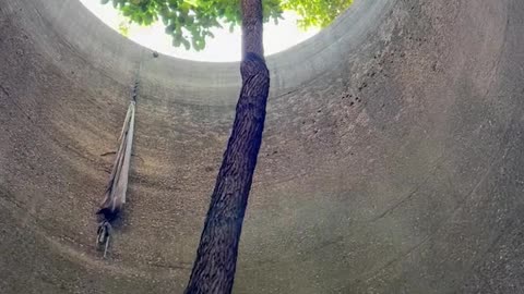 The Tree That Never Gave Up