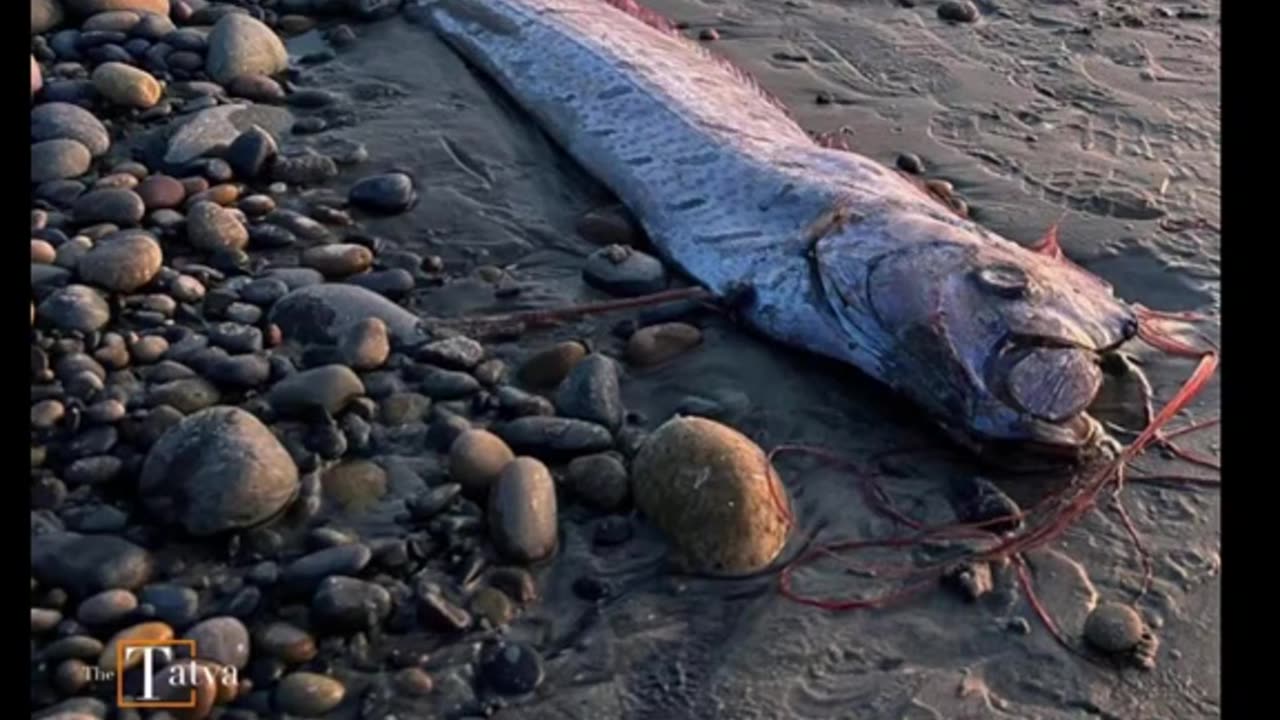 "Doomsday Fish"