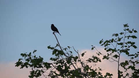 Nature and Animals