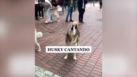Best Funny Pet Videos | FurVibes Compilation #5