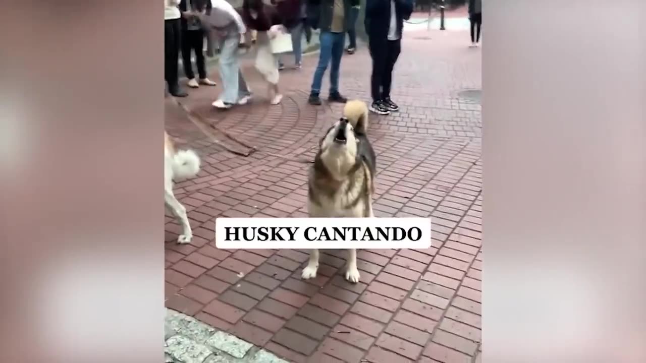 Best Funny Pet Videos | FurVibes Compilation #5