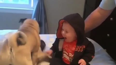animals funny