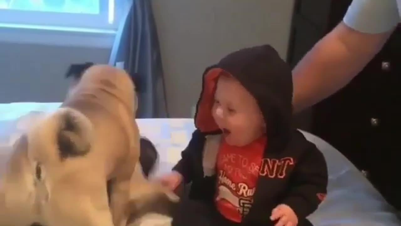 animals funny