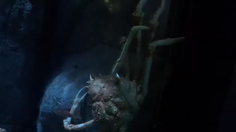 Japanese Spider Crab at The Birch Aquarium in San Diego