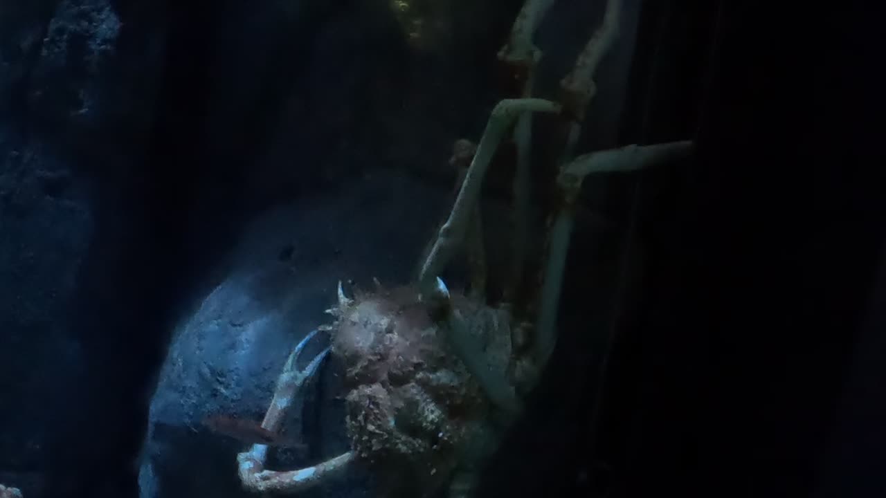 Japanese Spider Crab at The Birch Aquarium in San Diego