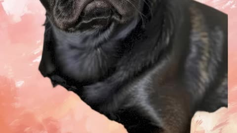 Why does this pug look like he’s judging my life choices? #funnydog #elguapo