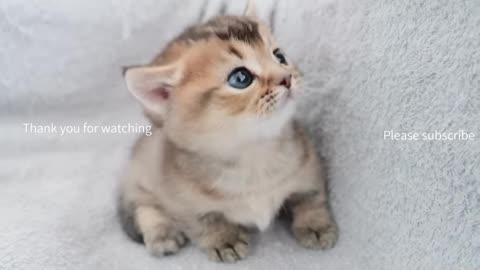 cute kitten coming up to the camera to be filmed