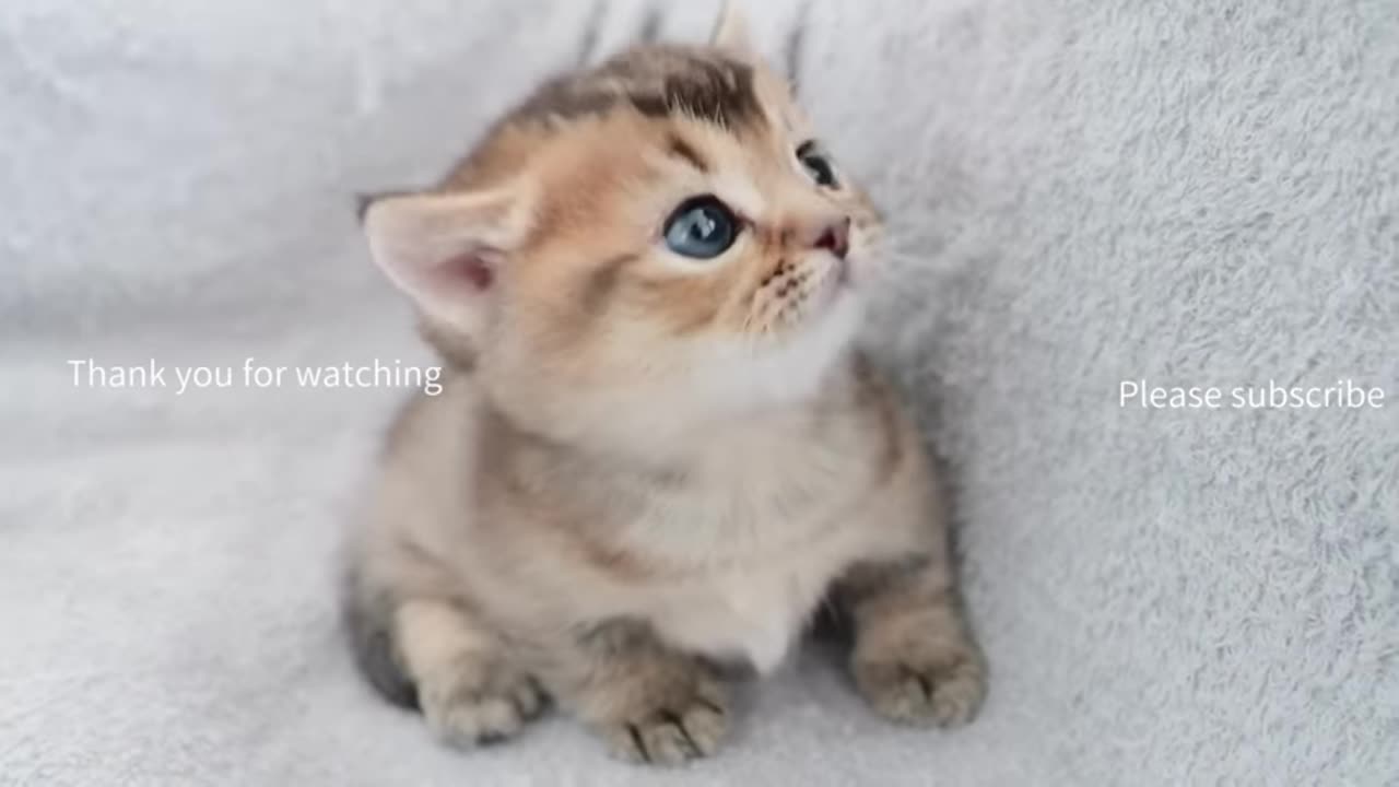cute kitten coming up to the camera to be filmed