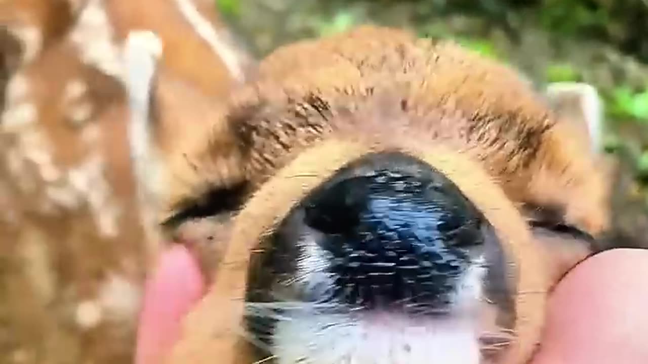 A woman rescued a lost fawn beneath her car and then....?