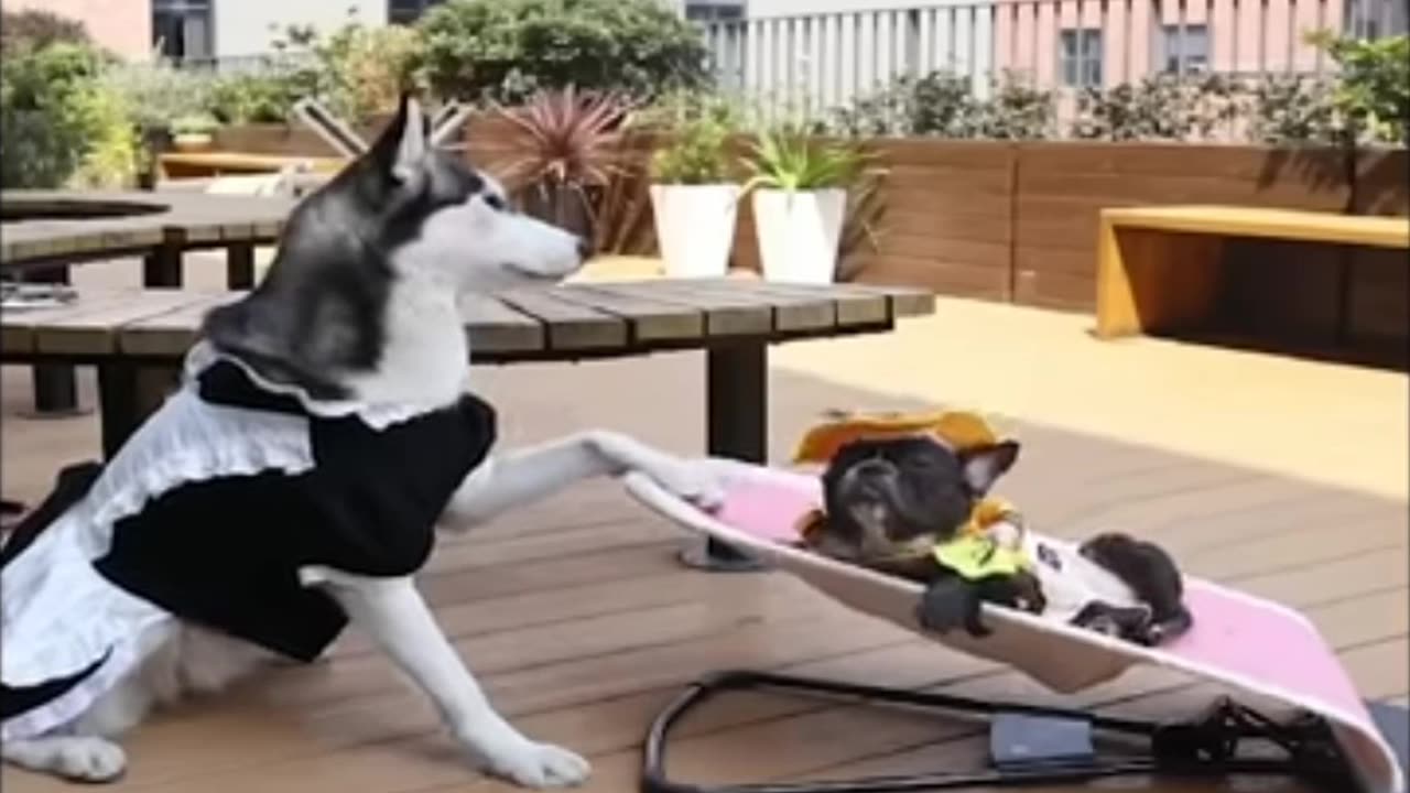 Dog very cyut funny moments video 🧐🤭😀😅😆🤣