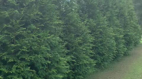 Thuja Green Giant Arborvitae