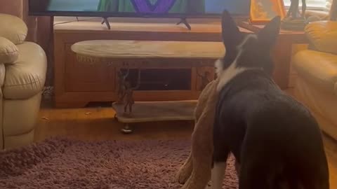 Dog Obsessed by TV