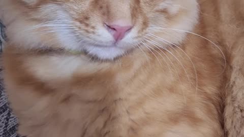 Funny kitty