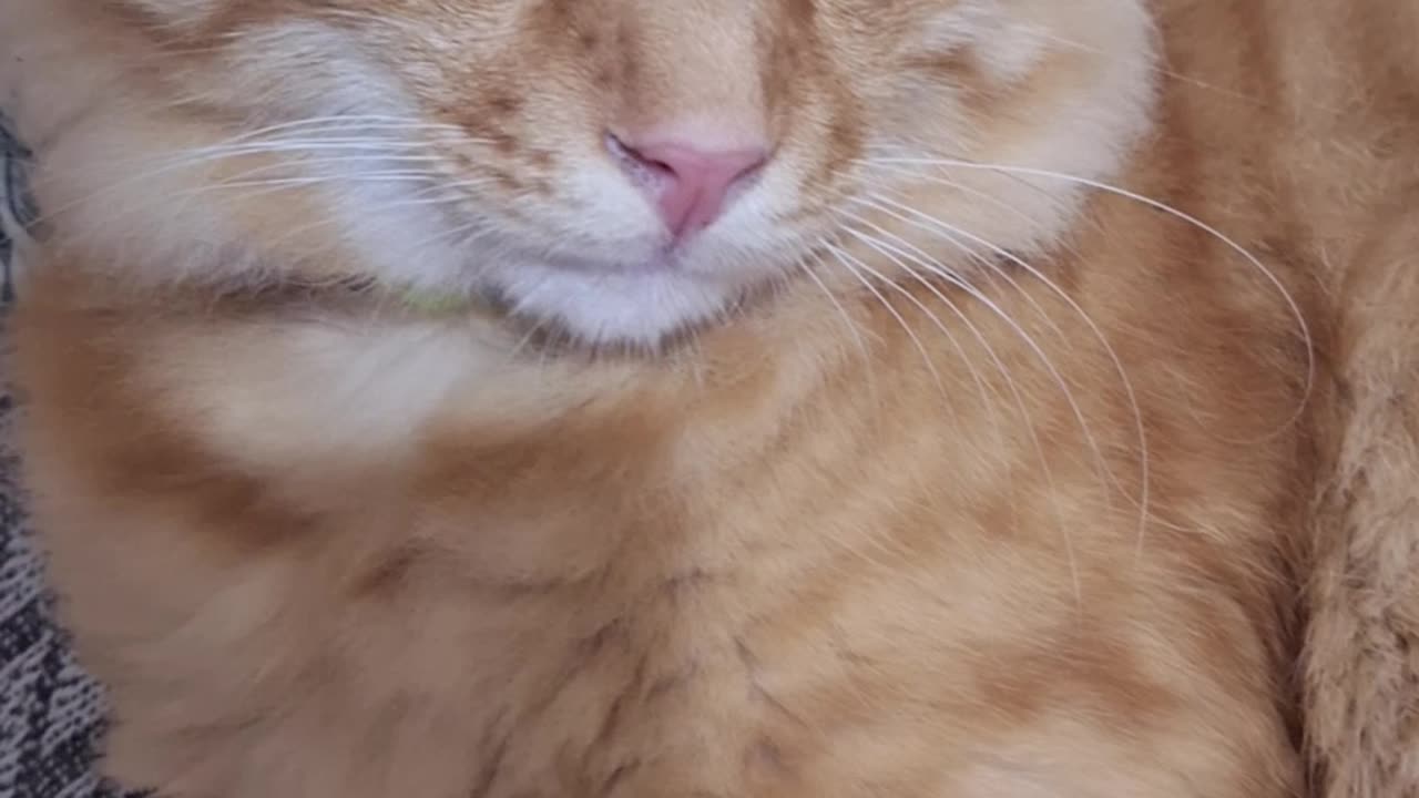 Funny kitty