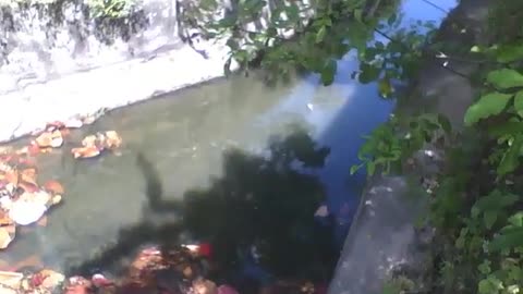 River on the avenue, the water is dirty, there is garbage and dry leaves [Nature & Animals]