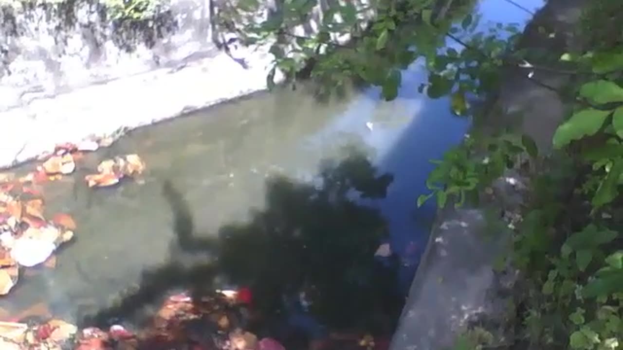 River on the avenue, the water is dirty, there is garbage and dry leaves [Nature & Animals]