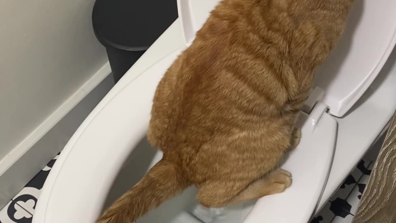 Cat funny
