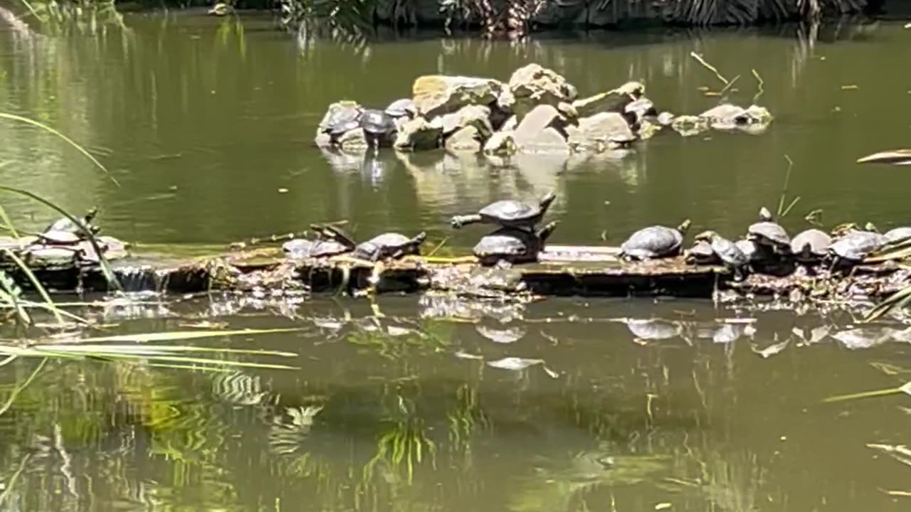 Turtles Strike Balanced Pose