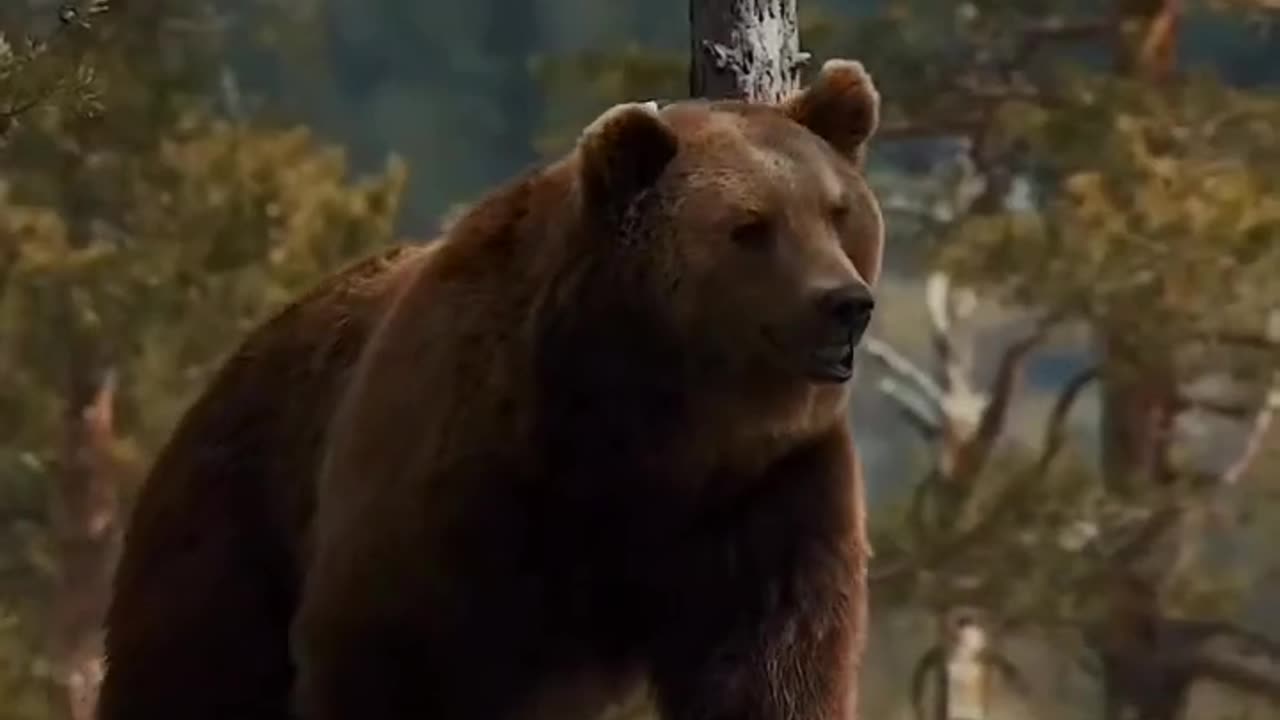 Animal