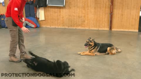 German Shepherd Tandem Obedience